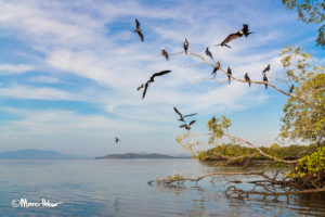 Magnificent Frigate Birds at the mangroves