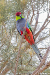 Red-capped Parrot in Western Australia