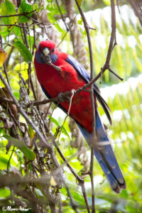 Crimson Rosella Parrot uses hands