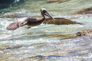 Brown Pelican flying low