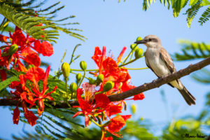 Dull Kingbird with colourful flowers