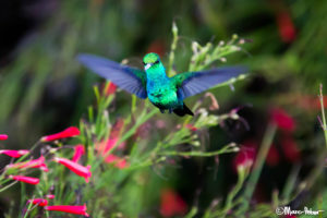 Blue Emerald Hummingbird iridescence