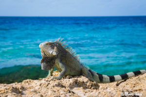 Green Iguana at the beach, Curacao