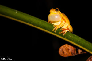 Yellow Treefrog in Arenal, Costa Rica