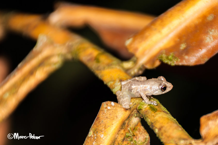 Unidentified miniature frog in Arenal, Costa Rica