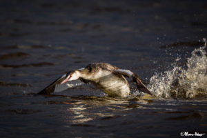 Great Crested Grebe take-off