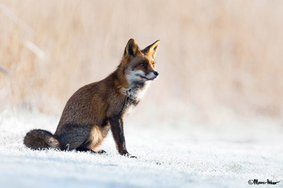 Fox in snow