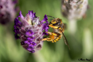 Baby Wasp on Lavender
