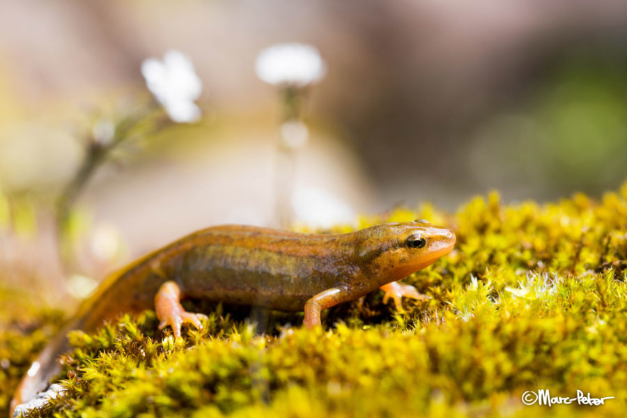 Palmate Newt in France
