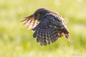 Young Little Owl in flight