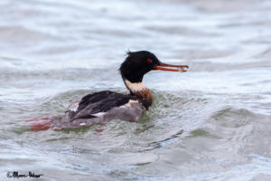 Red-breasted merganser with a Shrimp
