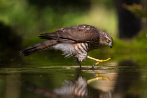 Young Sparrowhawk in shallow water