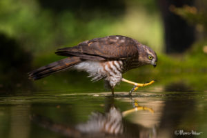 Sparrowhawk strutting