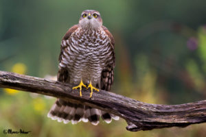 Sparrowhawk a few seconds before take off