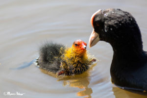 Coot feeding the ugliest chick