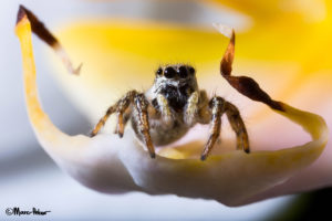 Zebra Jumping Spider in an Orchid