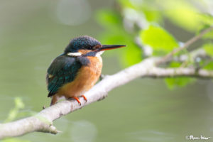 Female Kingfisher, Queenfisher
