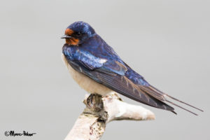 Almost perfect Barn Swallow