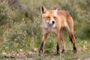 Fox Beauty in unsharpness