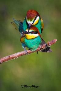 The Bee-Eater Deed