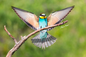 Bee-eater Perfect Arrival