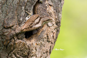 Wryneck Camouflage