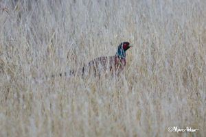Pheasant in reed