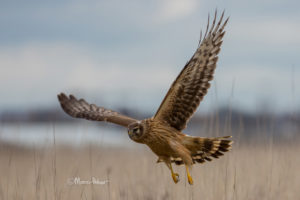 Hen Harrier young male