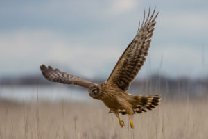 Hen Harrier scouting the reed field