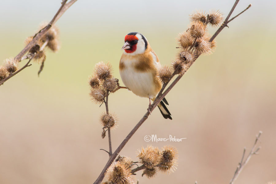 Goldfinch on Carduus