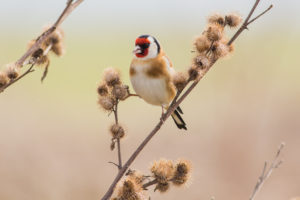 goldfinch on carduus bush