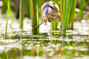 Female Little Bittern with fishie