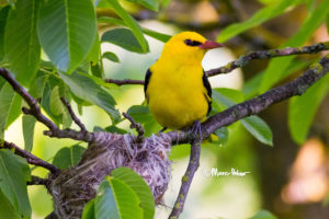 Golden Oriole at the Nest