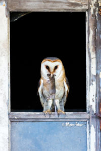 Creature of the night: Barn Owl