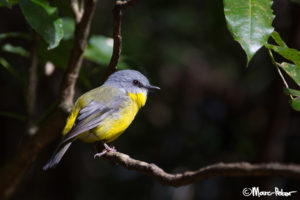 Yellow Robin in the spotlight in Springbrook National Park