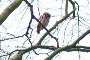 Backlit Tawny Owl Youngster