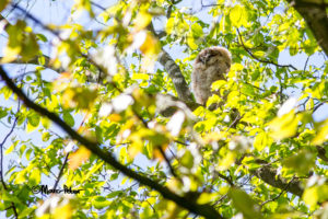 Tawny Owl youngster in the green