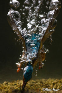 Kingfisher wetsuit hardhead