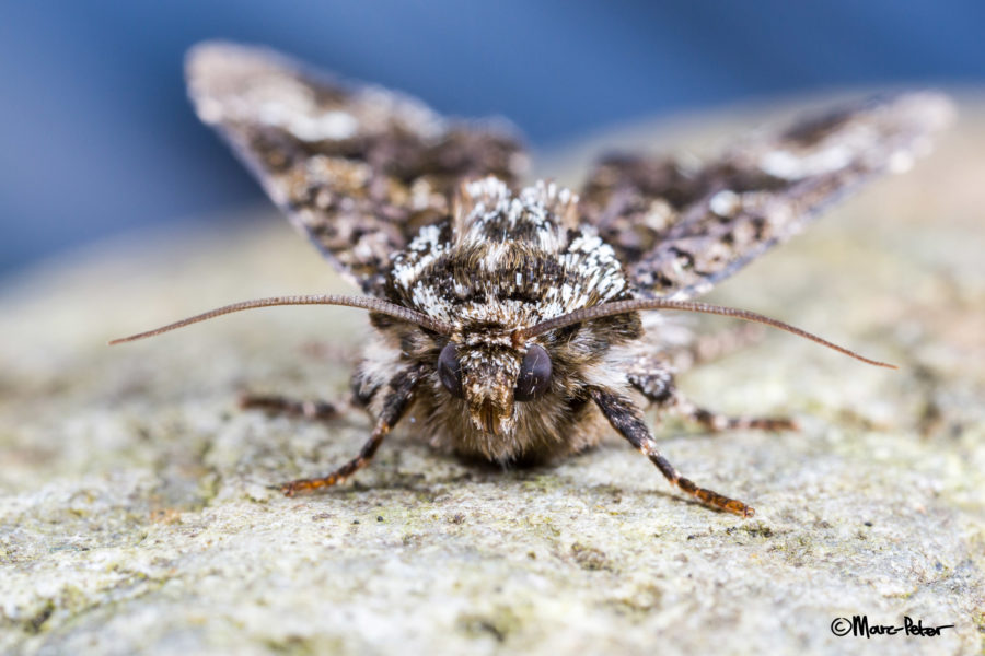 Macro Moth #3