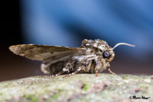 Macro Moth #3