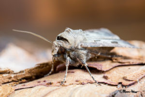 Macro Moth #4