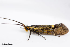 Micro Moth #2