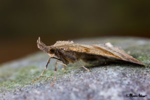 Macro Moth #5