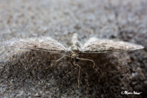 Macro Moth #6