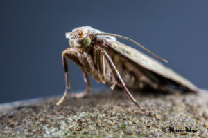Macro Moth #8