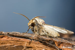 Macro Moth #9
