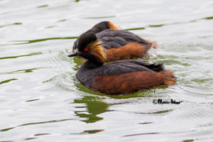 Black-necked / Eared Grebe topview