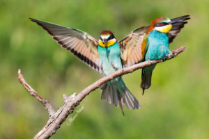 most common bird: European Bee-eater