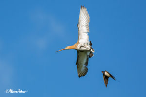 Black-tailed Godwit and Barn Swallow