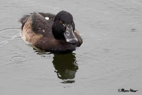 very common Tufted Duck female